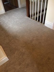 carpet